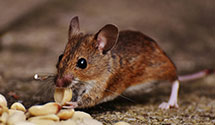 24 Hour & Emergency Exterminators in Redondo Beach, CA
